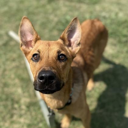 Enlarge Adelaide, a Adoptable mixed breed in Dallas, TX image 5/6