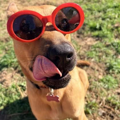 Enlarge Adelaide, a Adoptable mixed breed in Dallas, TX image 6/6