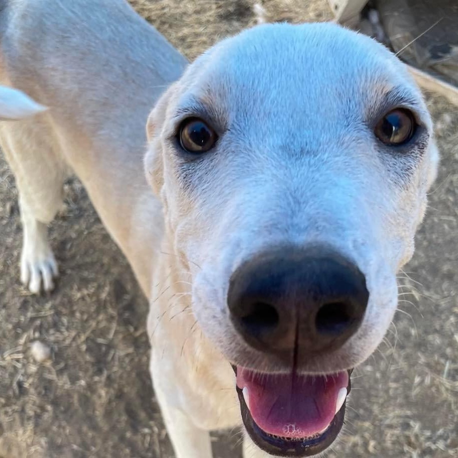 Enlarge Alta, a Adoptable Cattle Dog in Fresno, CA image 2/2