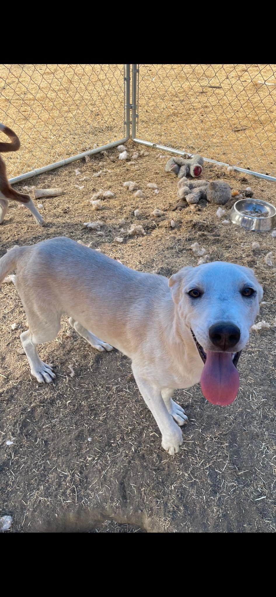 Enlarge Alta, a Adoptable Cattle Dog in Fresno, CA image 1/2