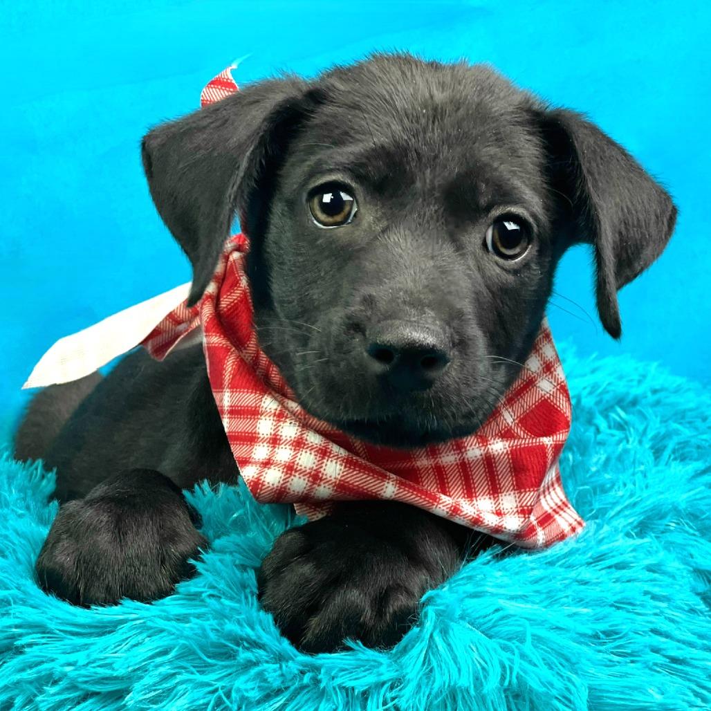 Enlarge Boomer, a Adoptable mixed breed in Austin, TX image 1/6