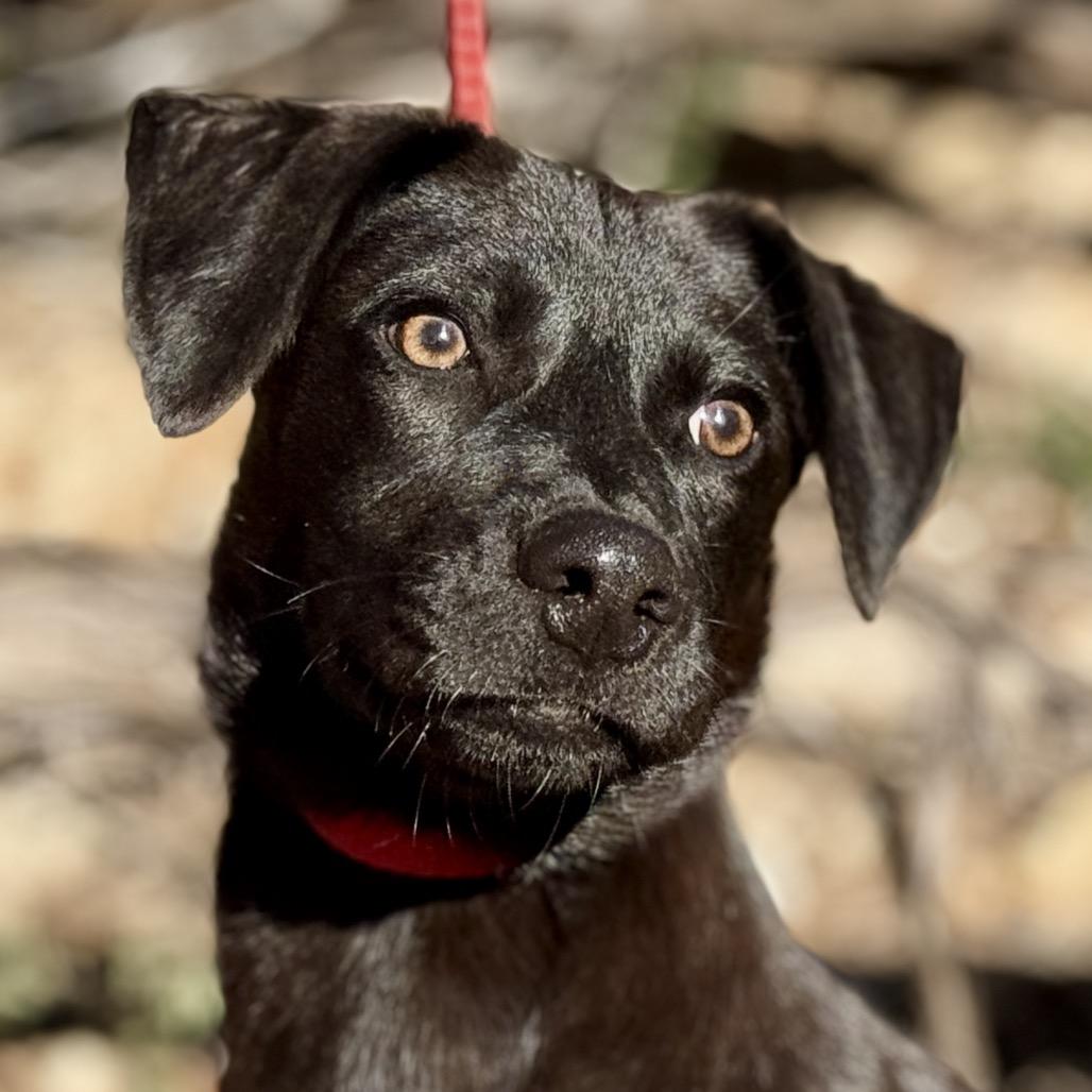 Enlarge Boomer, a Adoptable mixed breed in Austin, TX image 4/6