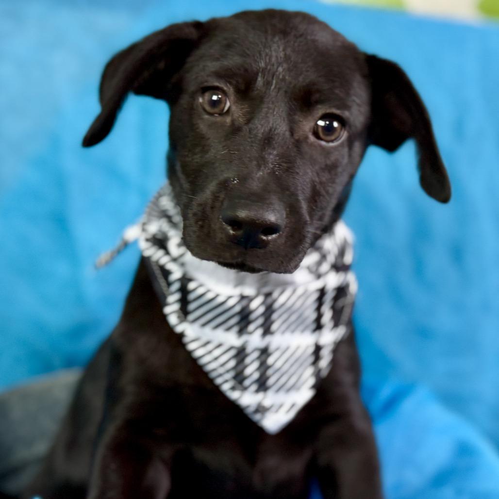 Enlarge Boomer, a Adoptable mixed breed in Austin, TX image 3/6