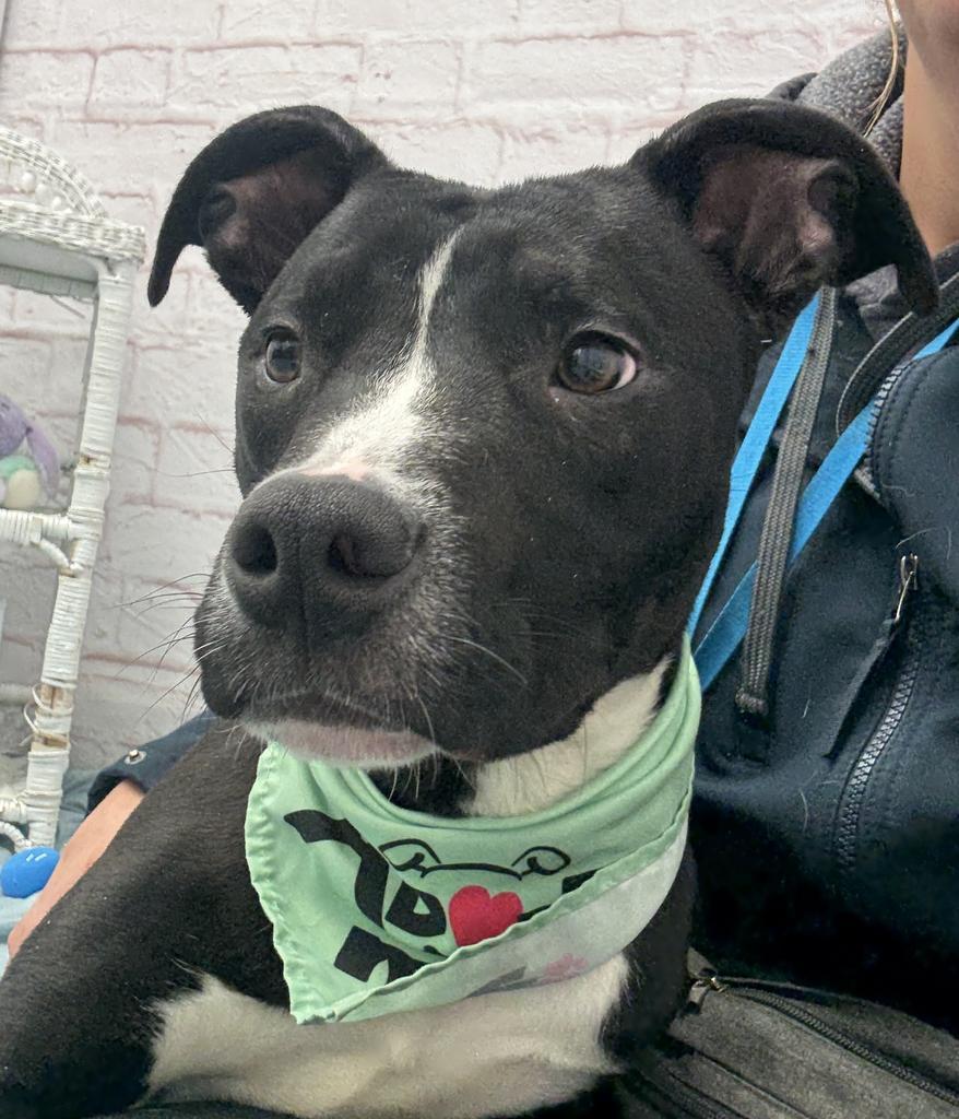 Enlarge Gregor, a Adoptable mixed breed in Detroit, MI image 1/6