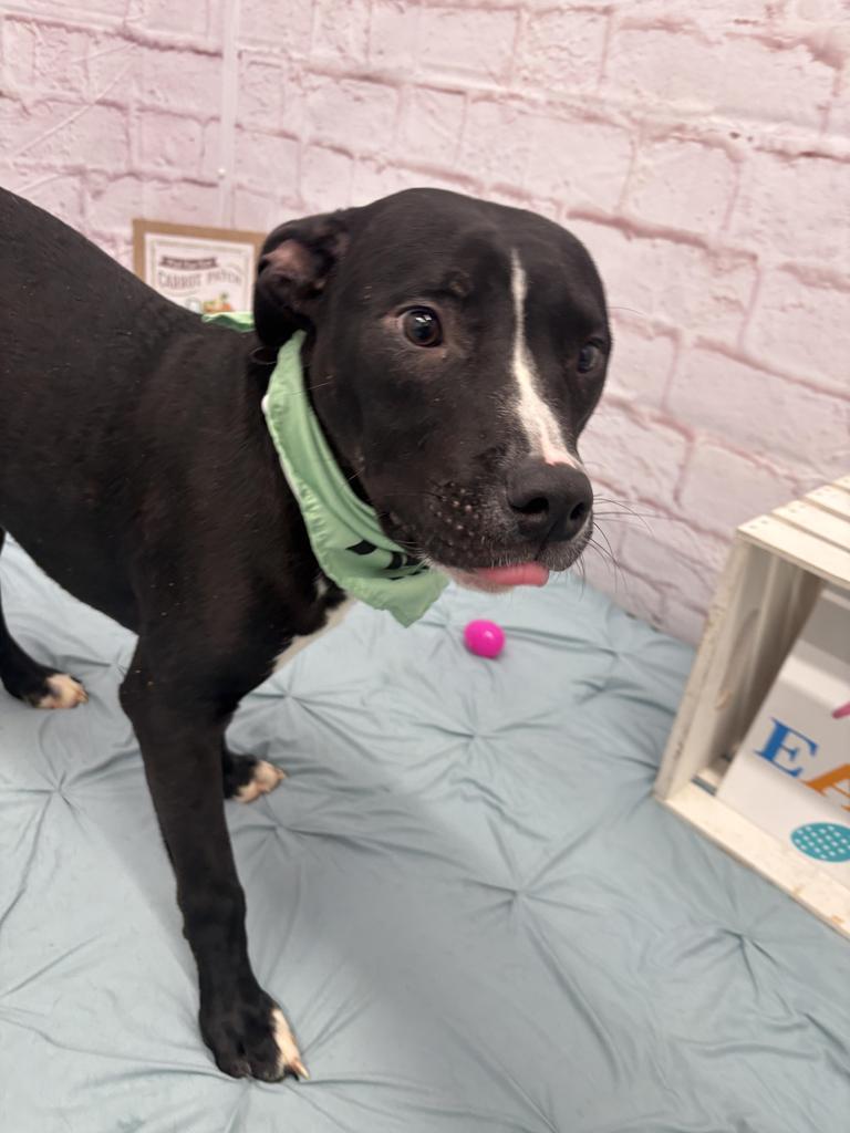 Enlarge Gregor, a Adoptable mixed breed in Detroit, MI image 2/6