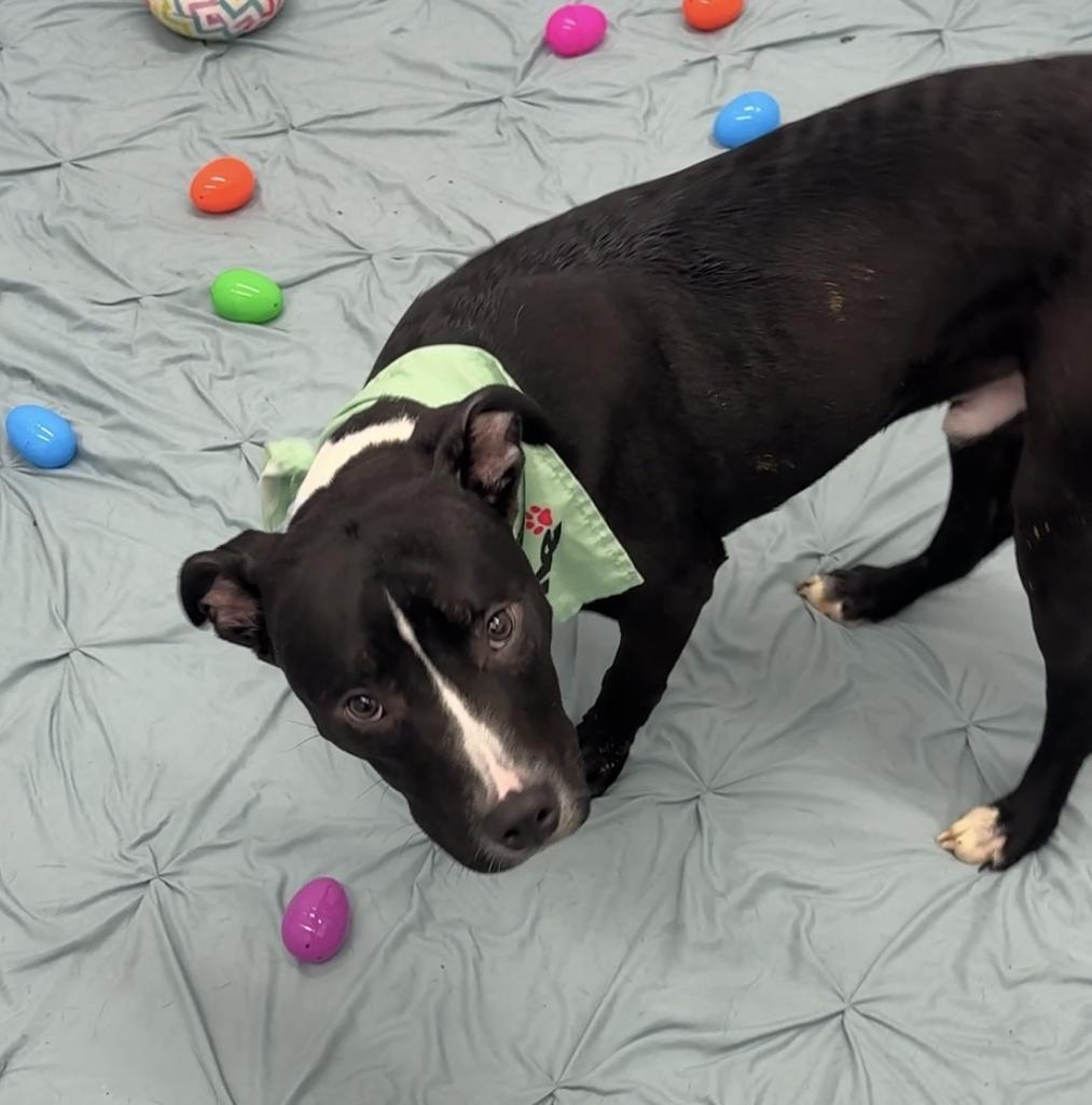 Enlarge Gregor, a Adoptable mixed breed in Detroit, MI image 3/6