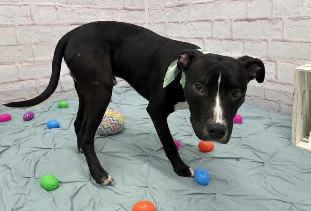 Enlarge Gregor, a Adoptable mixed breed in Detroit, MI image 4/6