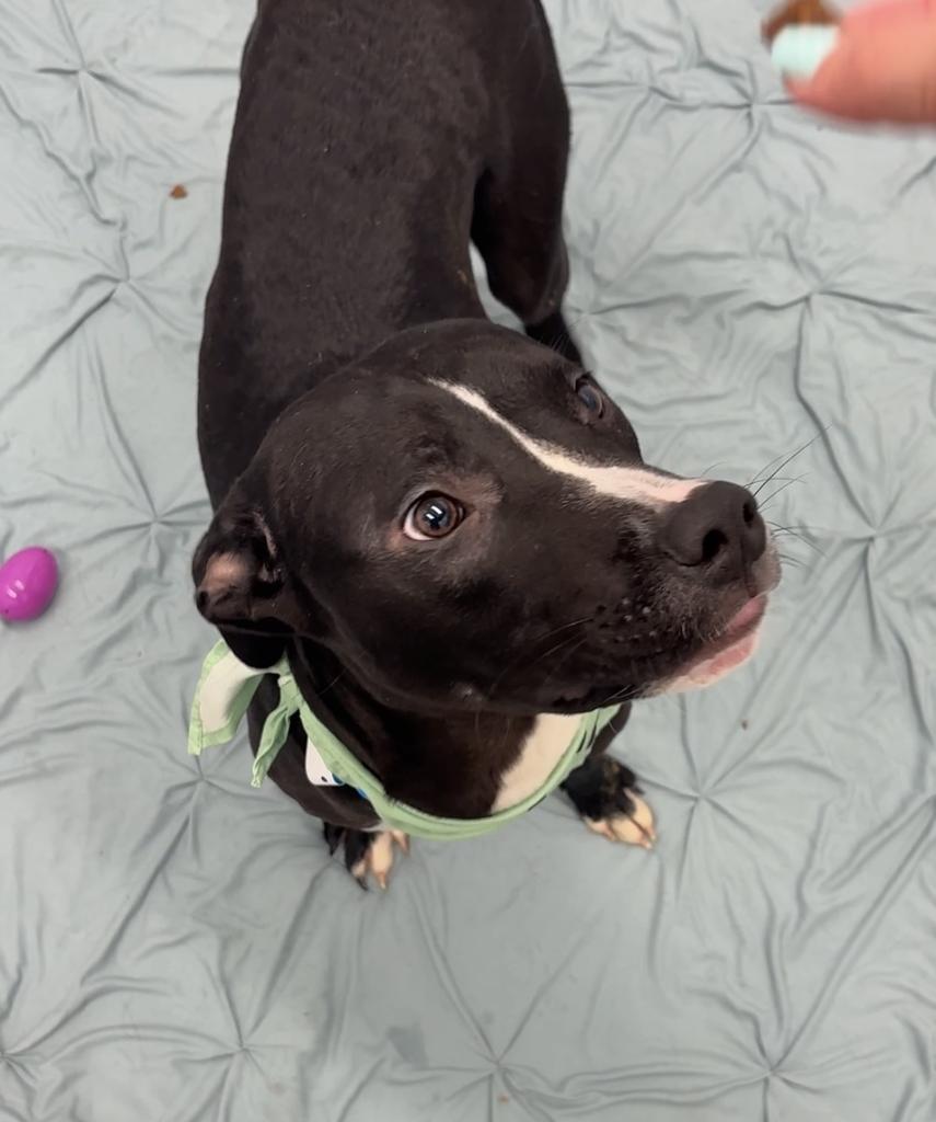 Enlarge Gregor, a Adoptable mixed breed in Detroit, MI image 5/6