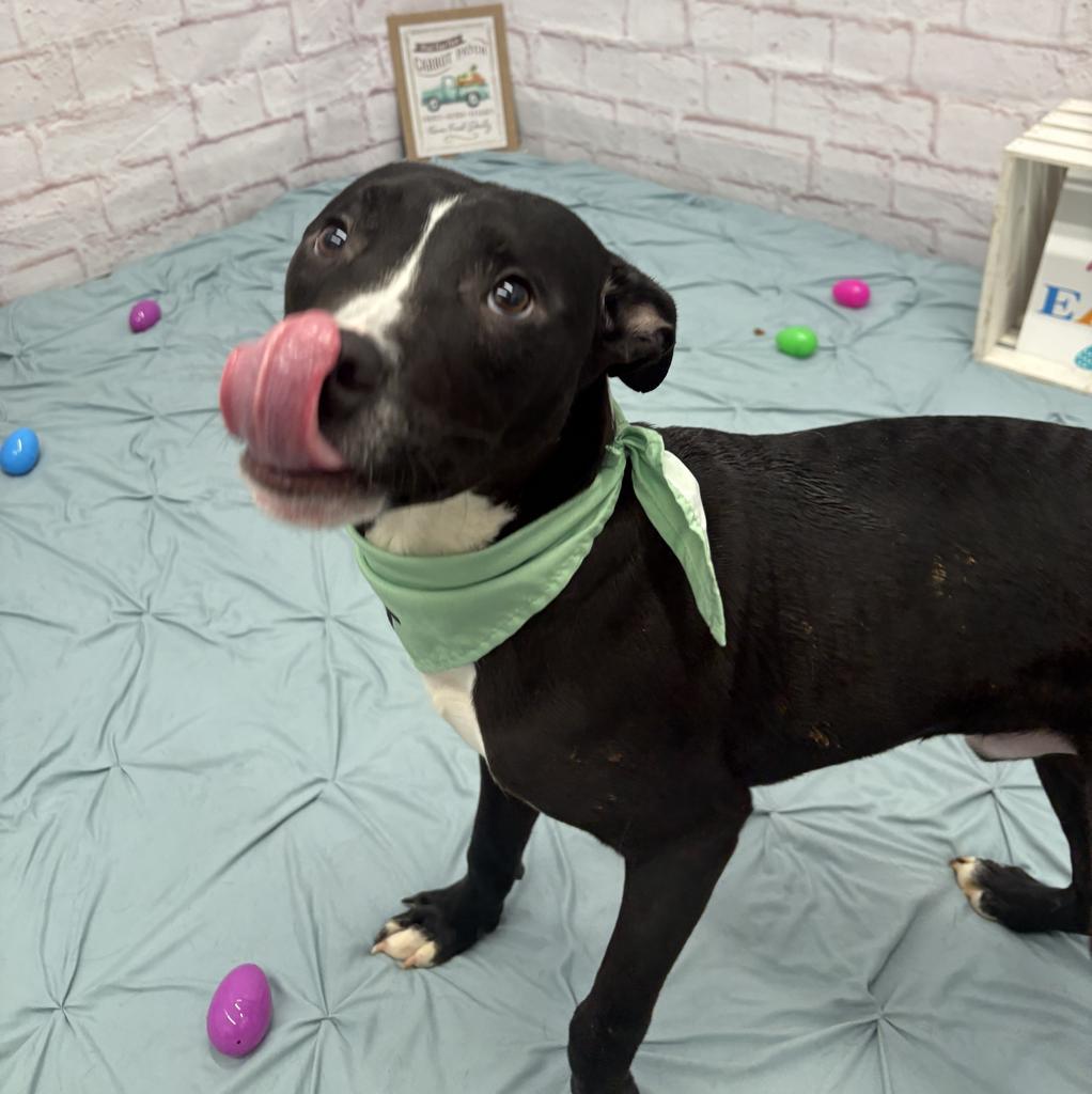 Enlarge Gregor, a Adoptable mixed breed in Detroit, MI image 6/6