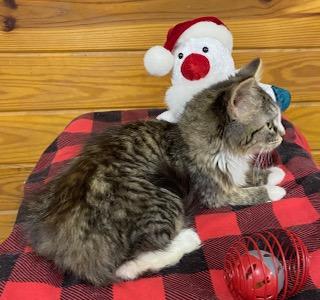Cookie - this sweet fluffy girl is SO ready for the holidays , an adopted Domestic Medium Hair in Southern Pines, NC image 5/5