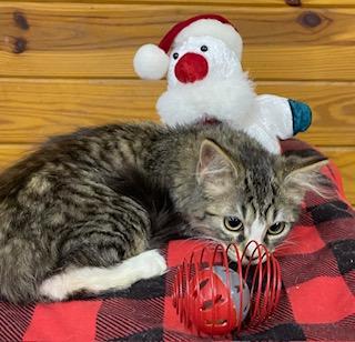 Cookie - this sweet fluffy girl is SO ready for the holidays , an adopted Domestic Medium Hair in Southern Pines, NC image 3/5