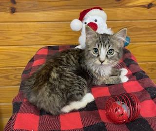 Cookie - this sweet fluffy girl is SO ready for the holidays , an adopted Domestic Medium Hair in Southern Pines, NC image 4/5