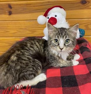 Cookie - this sweet fluffy girl is SO ready for the holidays , an adopted Domestic Medium Hair in Southern Pines, NC image 2/5