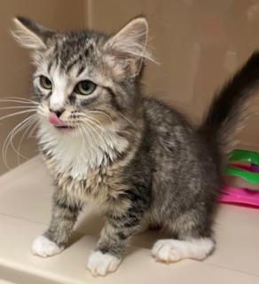 Cookie - this sweet fluffy girl is SO ready for the holidays , adopted, Kitten Female Domestic Medium Hair.
