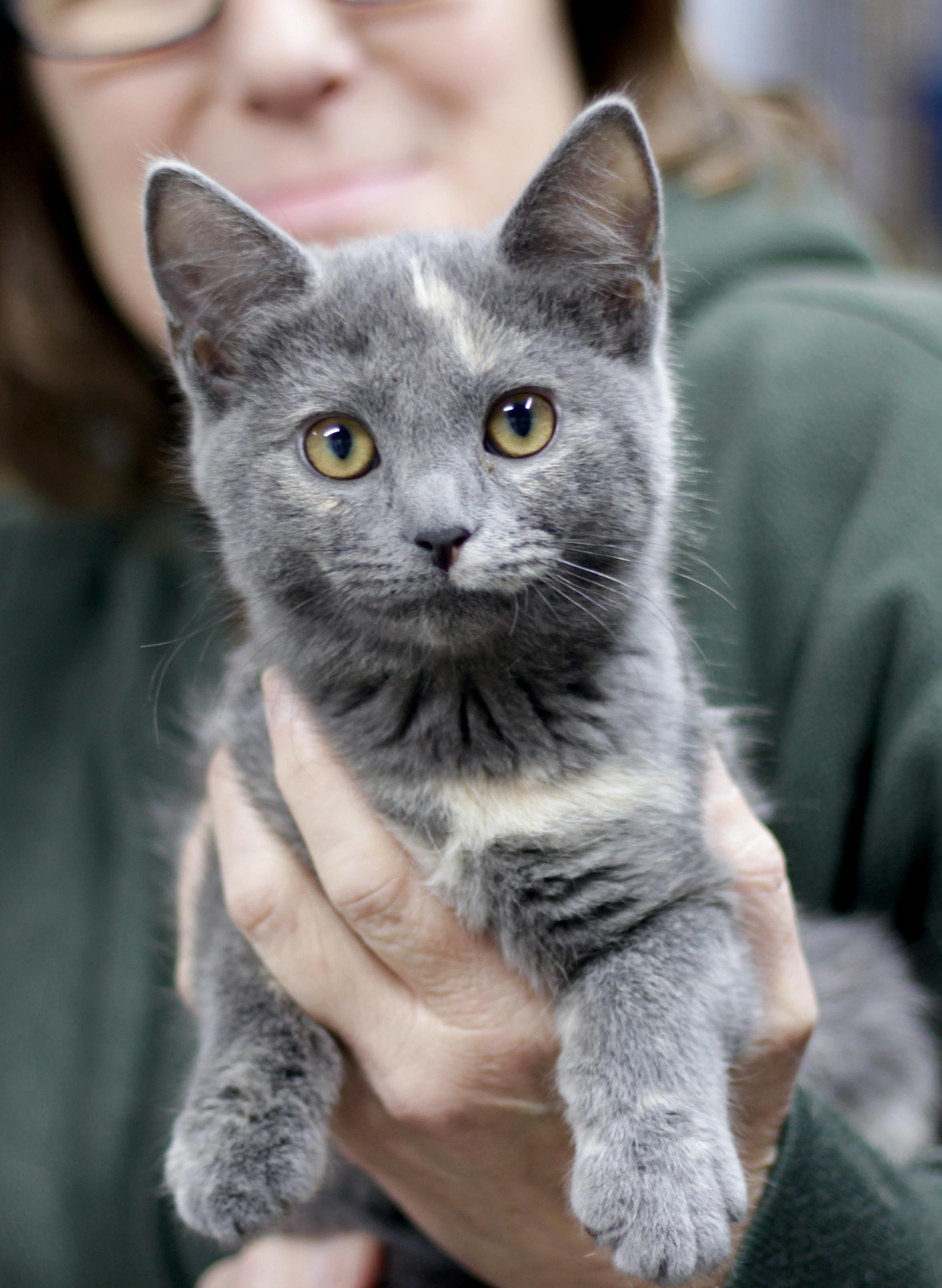 Clover, ADOPTABLE, Kitten Female Domestic Short Hair.