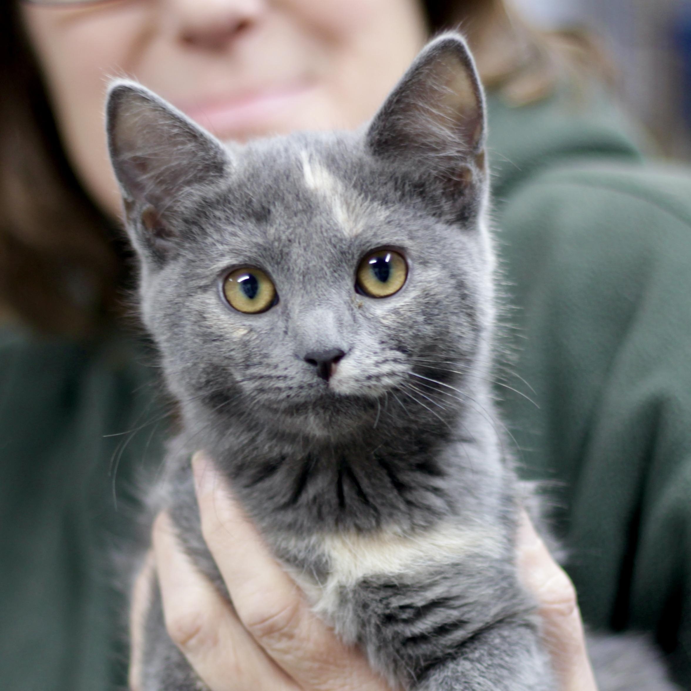 Enlarge Clover, a ADOPTABLE Domestic Short Hair in Avon, OH image 1/1