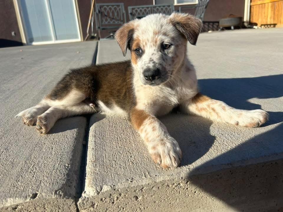 Enlarge Ferris, a Adoptable Australian Cattle Dog / Blue Heeler in Colorado Springs, CO image 1/1
