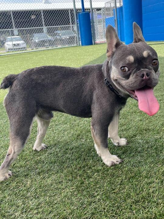 Rufus