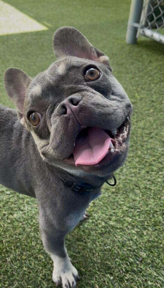 Rufus