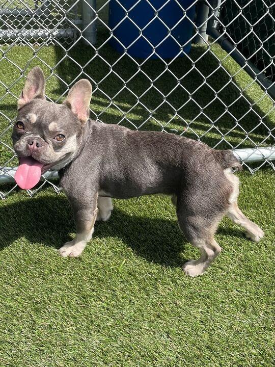 Rufus