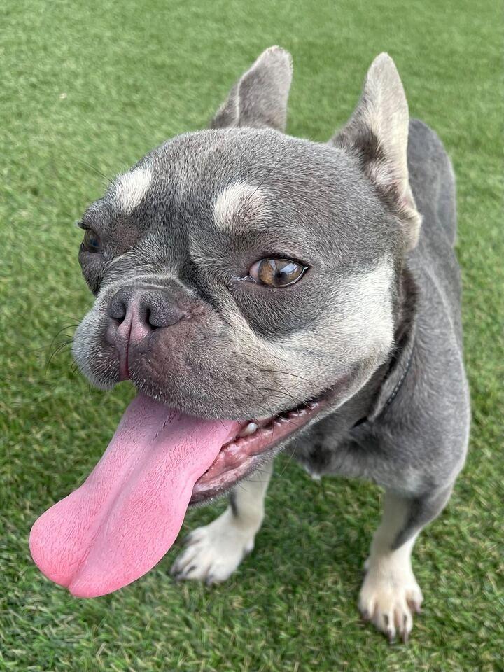 Rufus