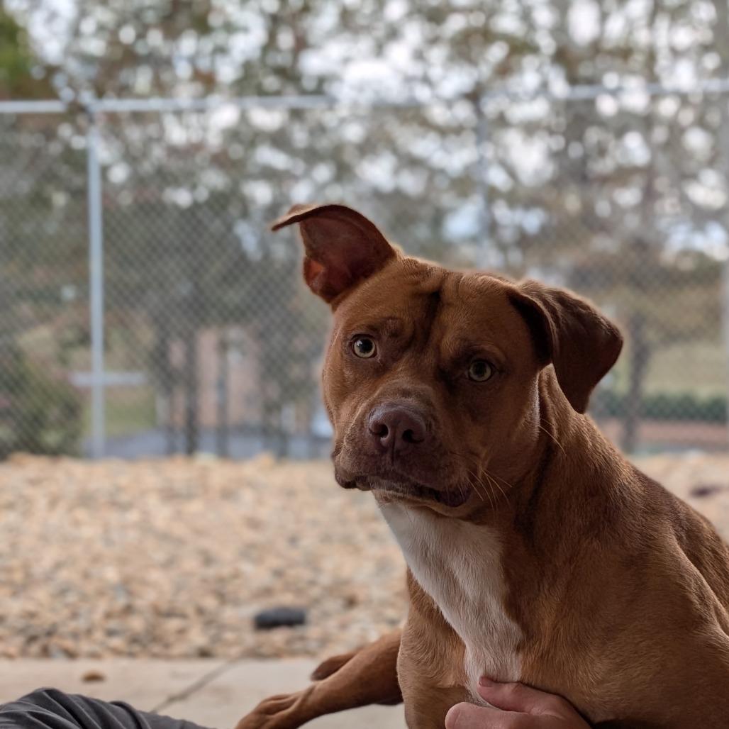 Axel (BAS), Adoptable, Adult Male Pit Bull Terrier.