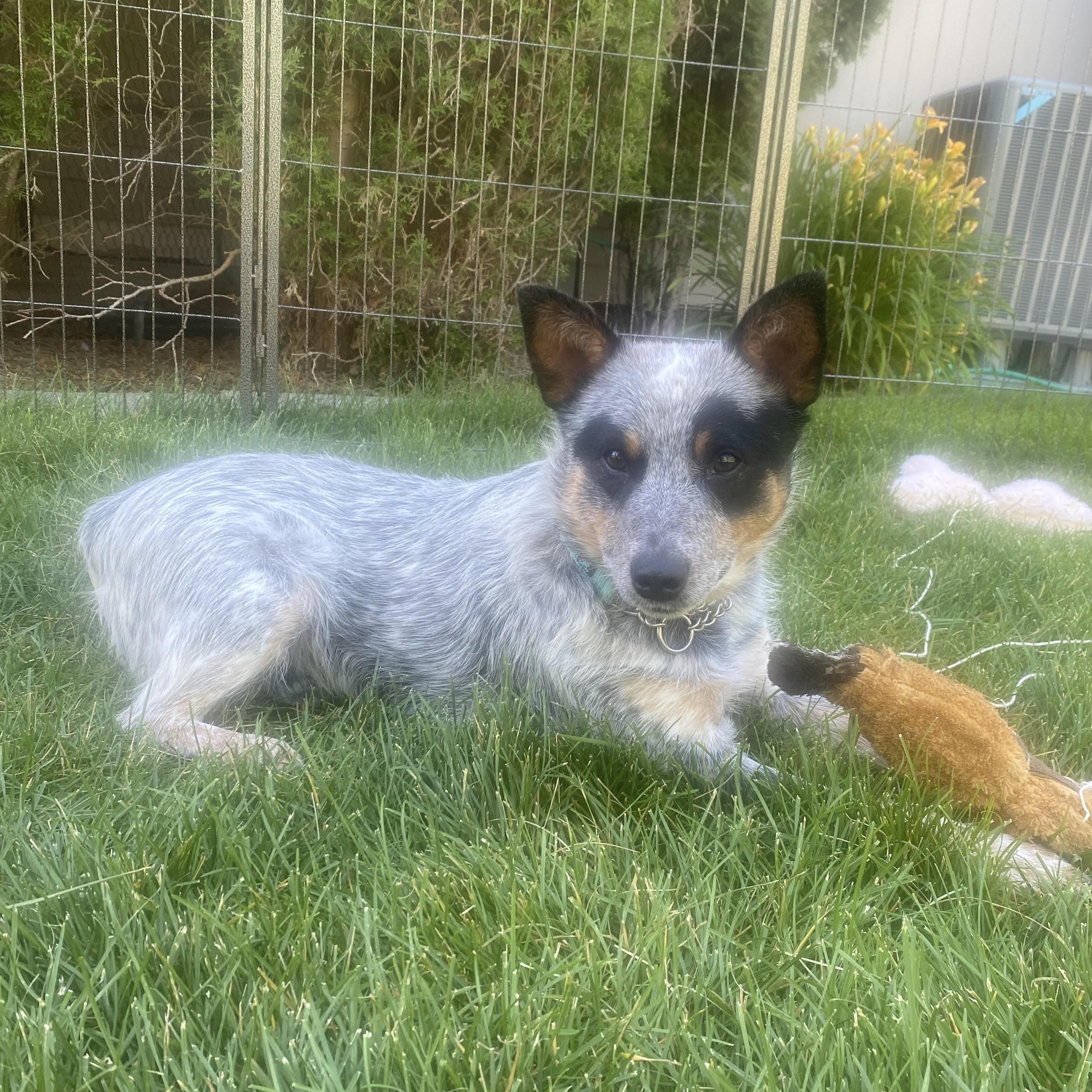 Teddy, an adoptable Australian Cattle Dog / Blue Heeler in Elk, WA, 99009 | Photo Image 5