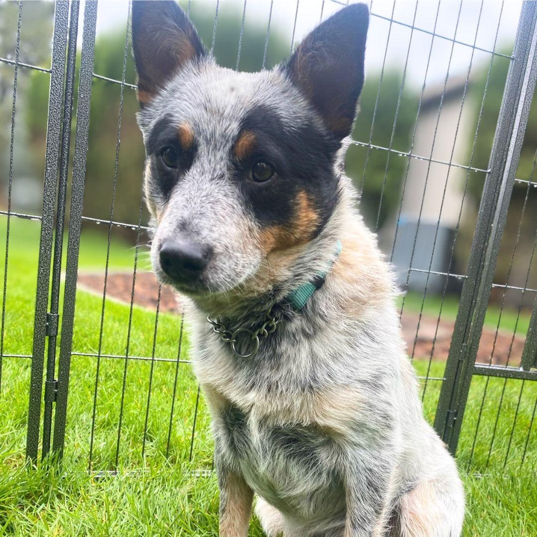 Teddy, an adoptable Australian Cattle Dog / Blue Heeler in Elk, WA, 99009 | Photo Image 1