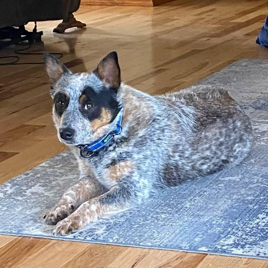 Teddy, an adoptable Australian Cattle Dog / Blue Heeler in Elk, WA, 99009 | Photo Image 3