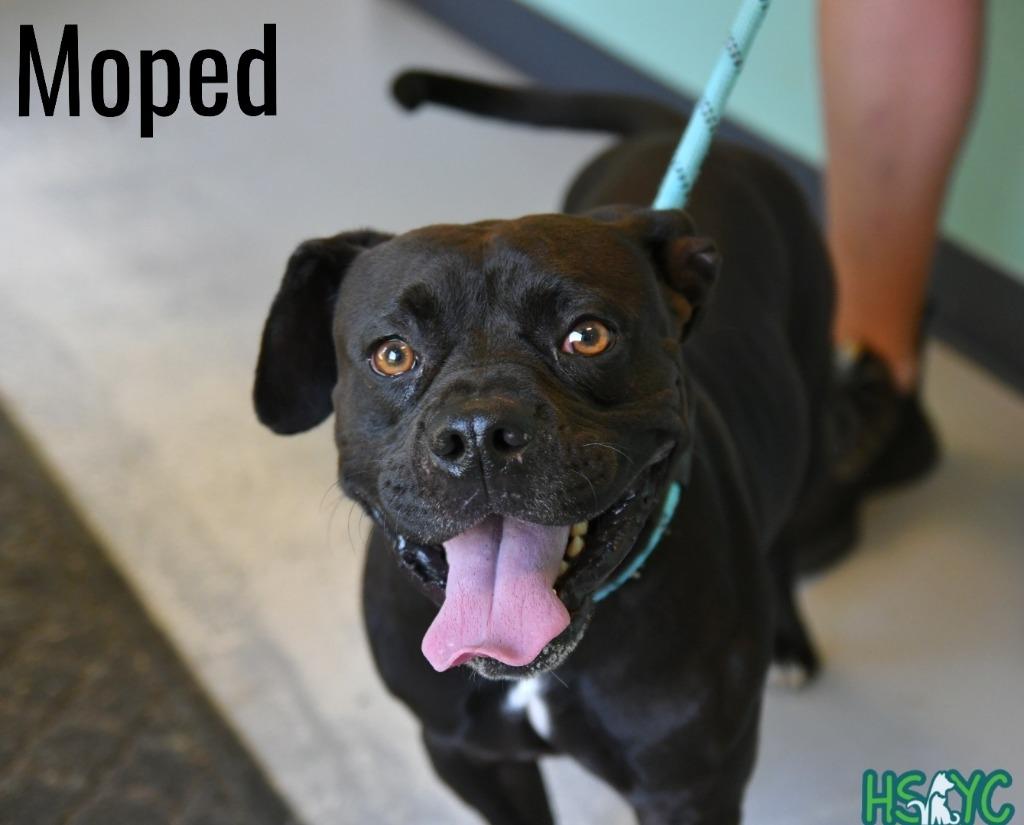 Moped, Adoptable, Young Male Terrier.