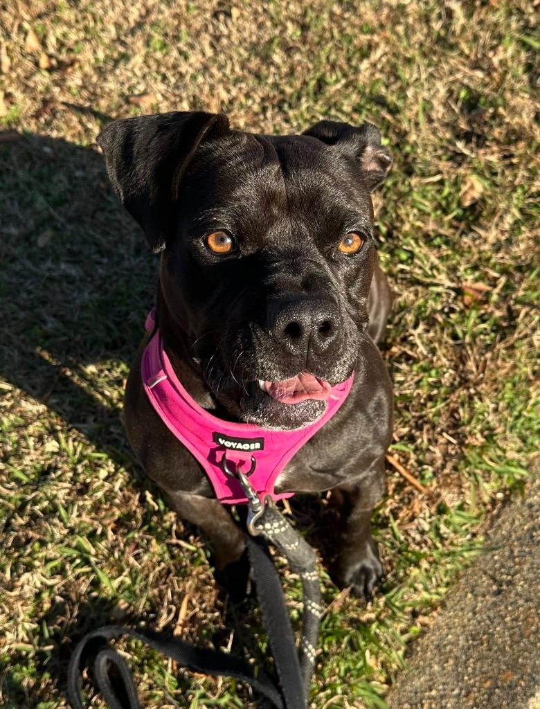 Enlarge Moped, a Adoptable mixed breed in Fort Mill, SC image 2/3