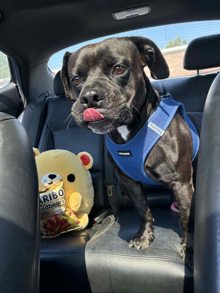 Enlarge Moped, a Adoptable mixed breed in Fort Mill, SC image 3/3