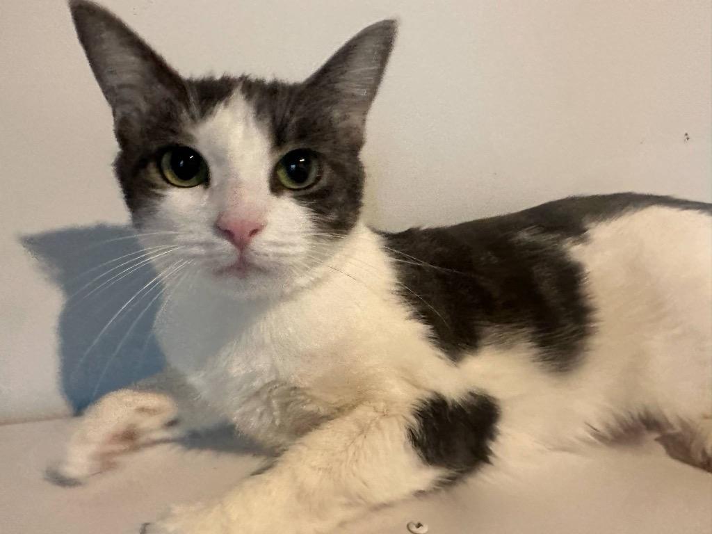 Chocolate Milk Glen, Adoptable, Young Female Domestic Short Hair.