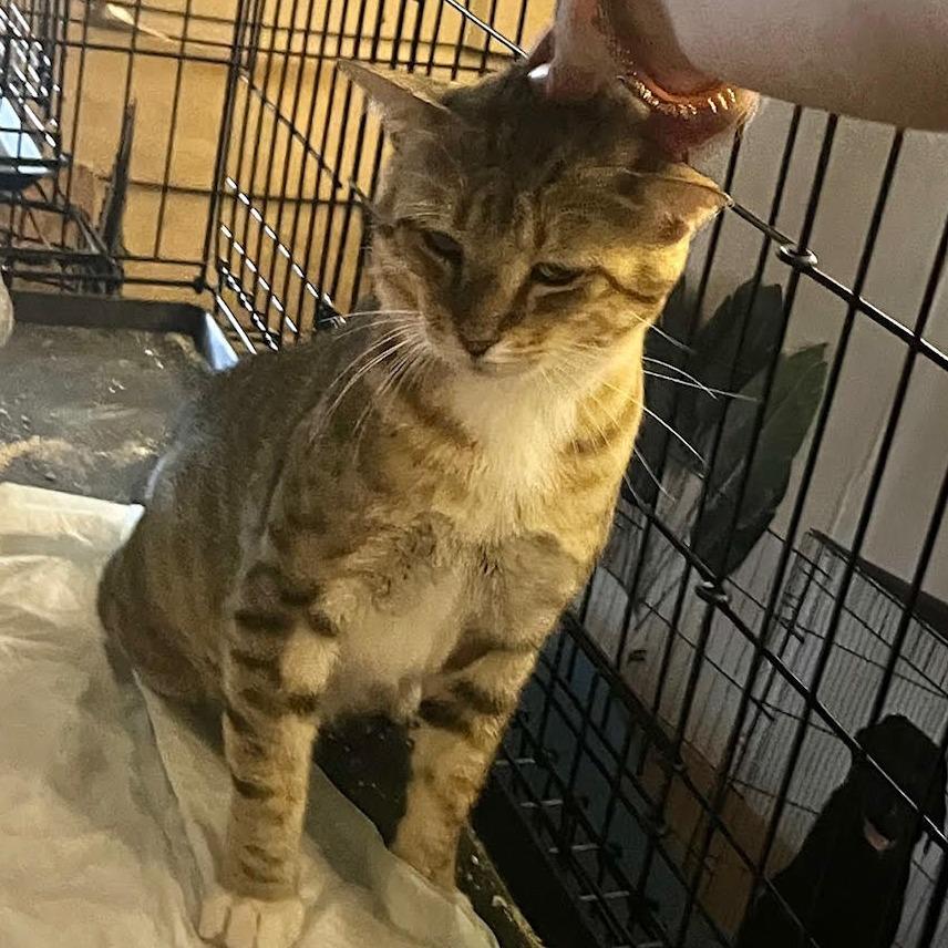 Mr I Go Sp thumbnail 2