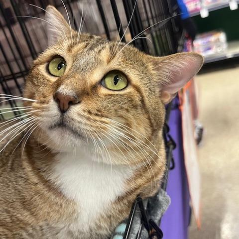 Mr I Go Sp thumbnail 3