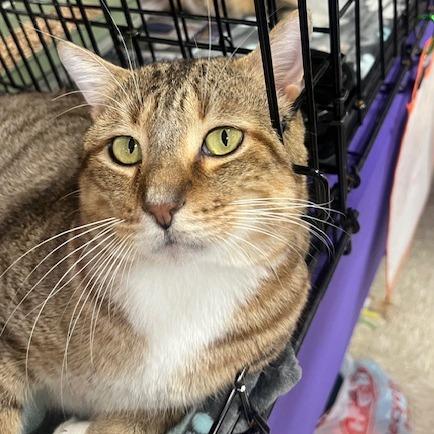 Mr I Go Sp thumbnail 4