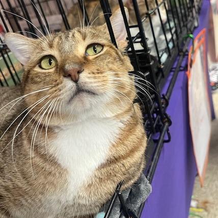 Mr I Go Sp thumbnail 7