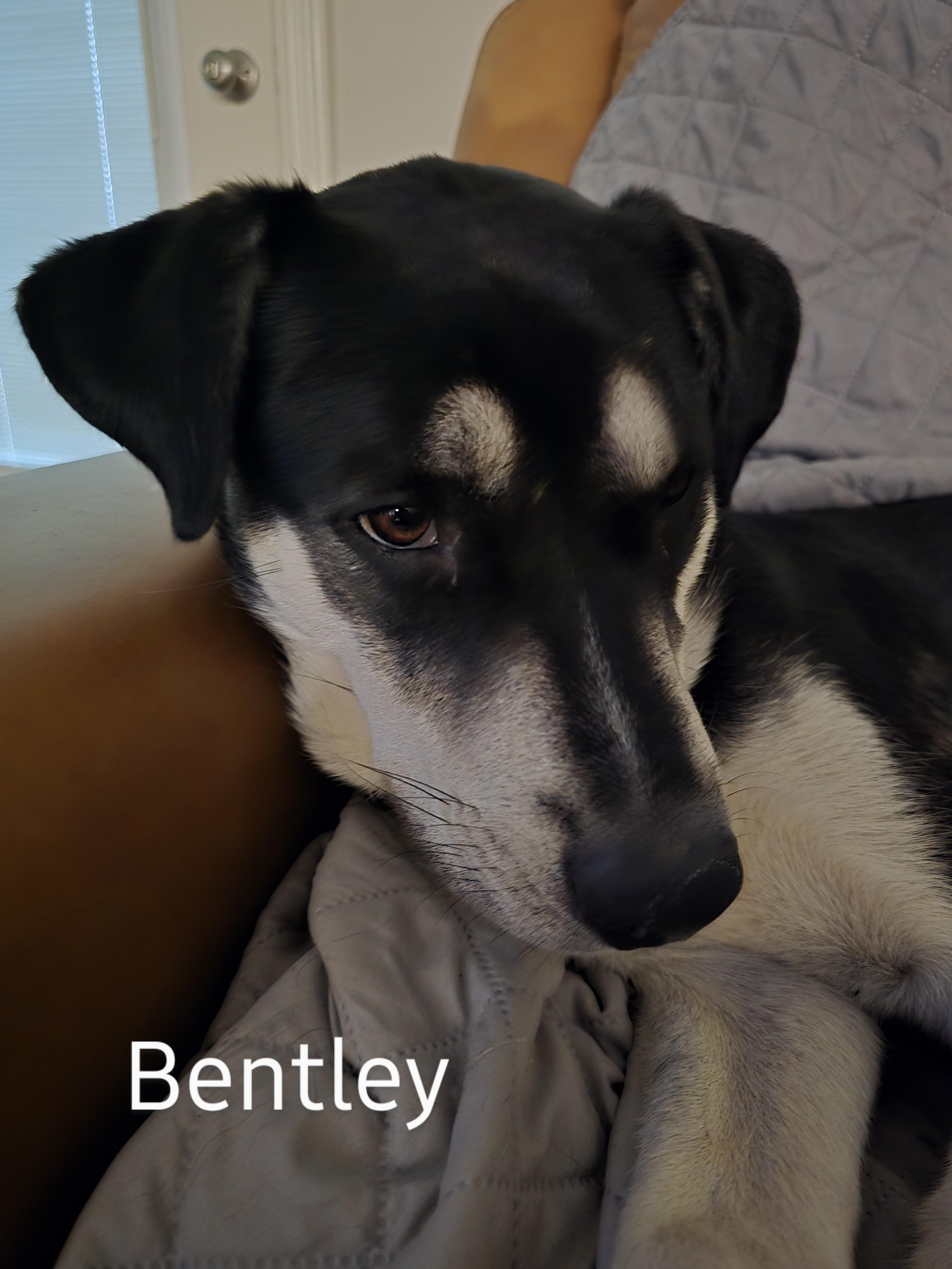 Enlarge BENTLEY, a Adoptable mixed breed in Pace, FL image 1/2