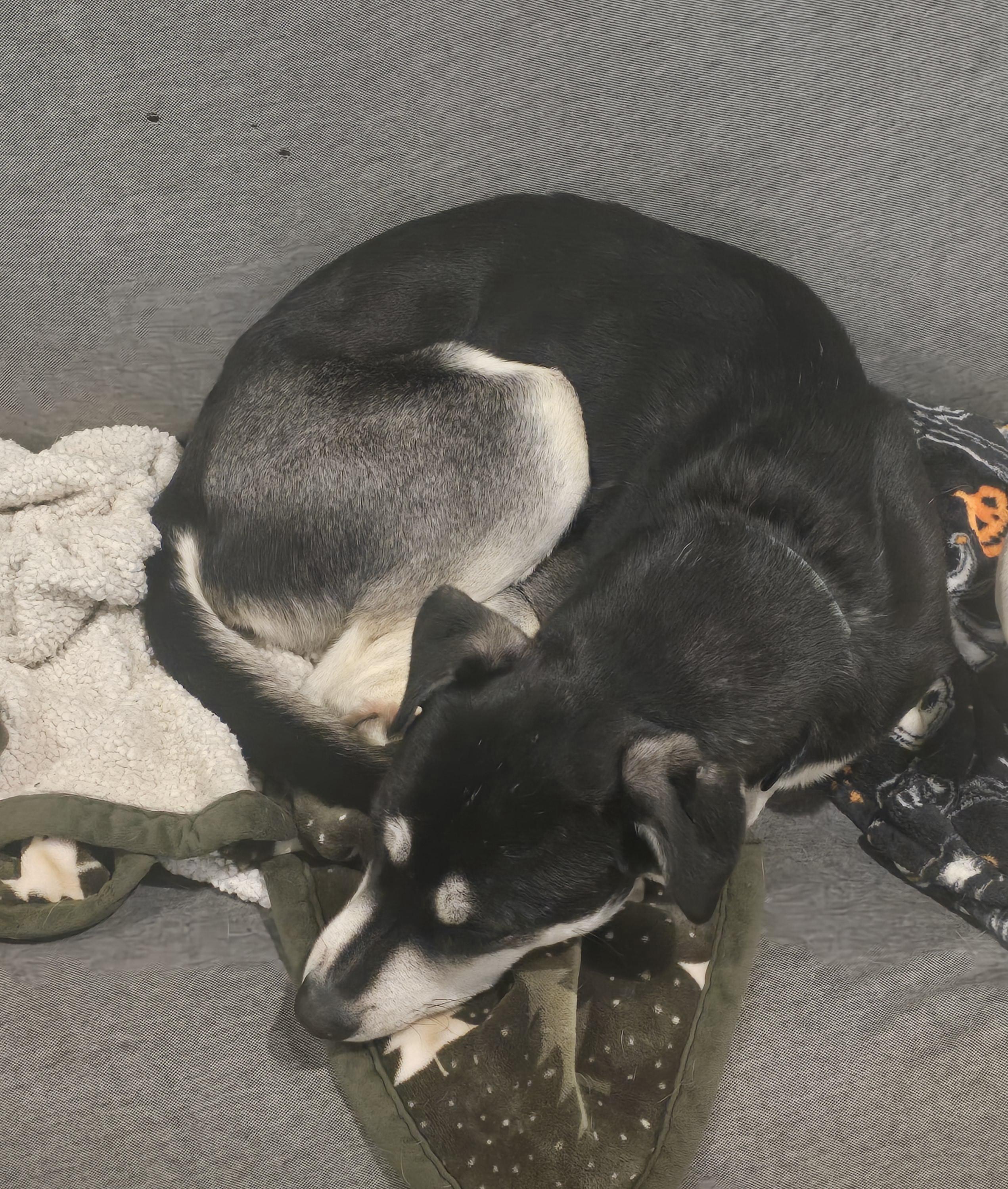 Enlarge BENTLEY, a Adoptable mixed breed in Pace, FL image 2/2