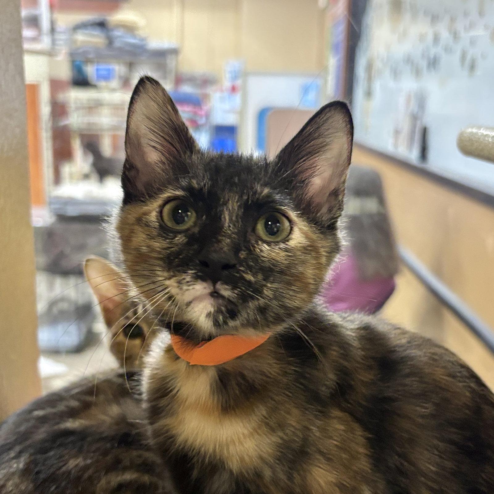 Enlarge Honey, a Adoptable Domestic Short Hair in Sonora, CA image 1/1