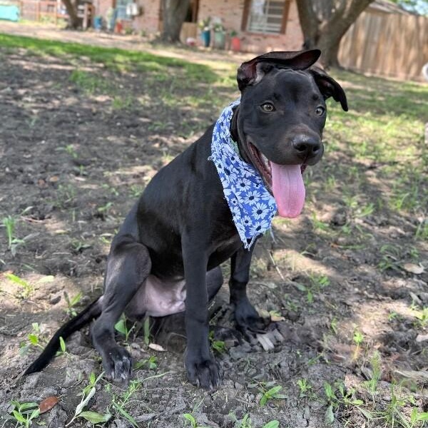 Timmy Too Cute Sweets, a Adoptable mixed breed in Rockford, IL image 5/6