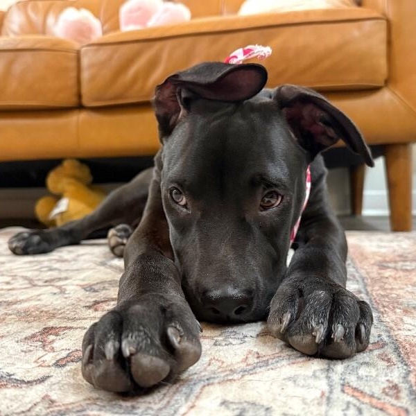 Timmy Too Cute Sweets, a Adoptable mixed breed in Rockford, IL image 4/6