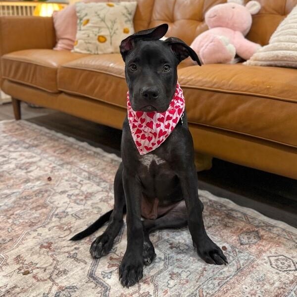 Timmy Too Cute Sweets, a Adoptable mixed breed in Rockford, IL image 1/6