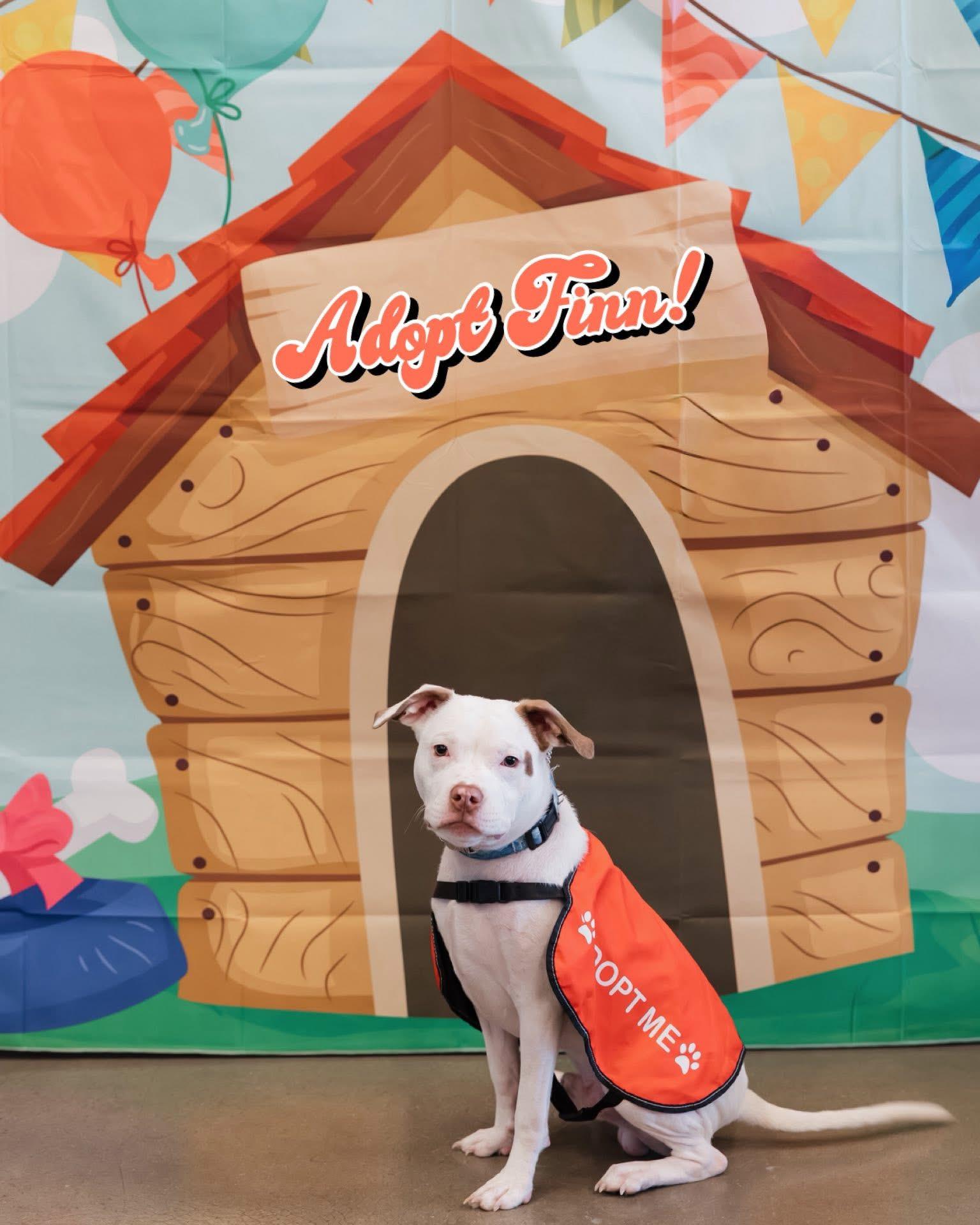 Finn, a Adoptable mixed breed in Jackson , NJ image 4/6