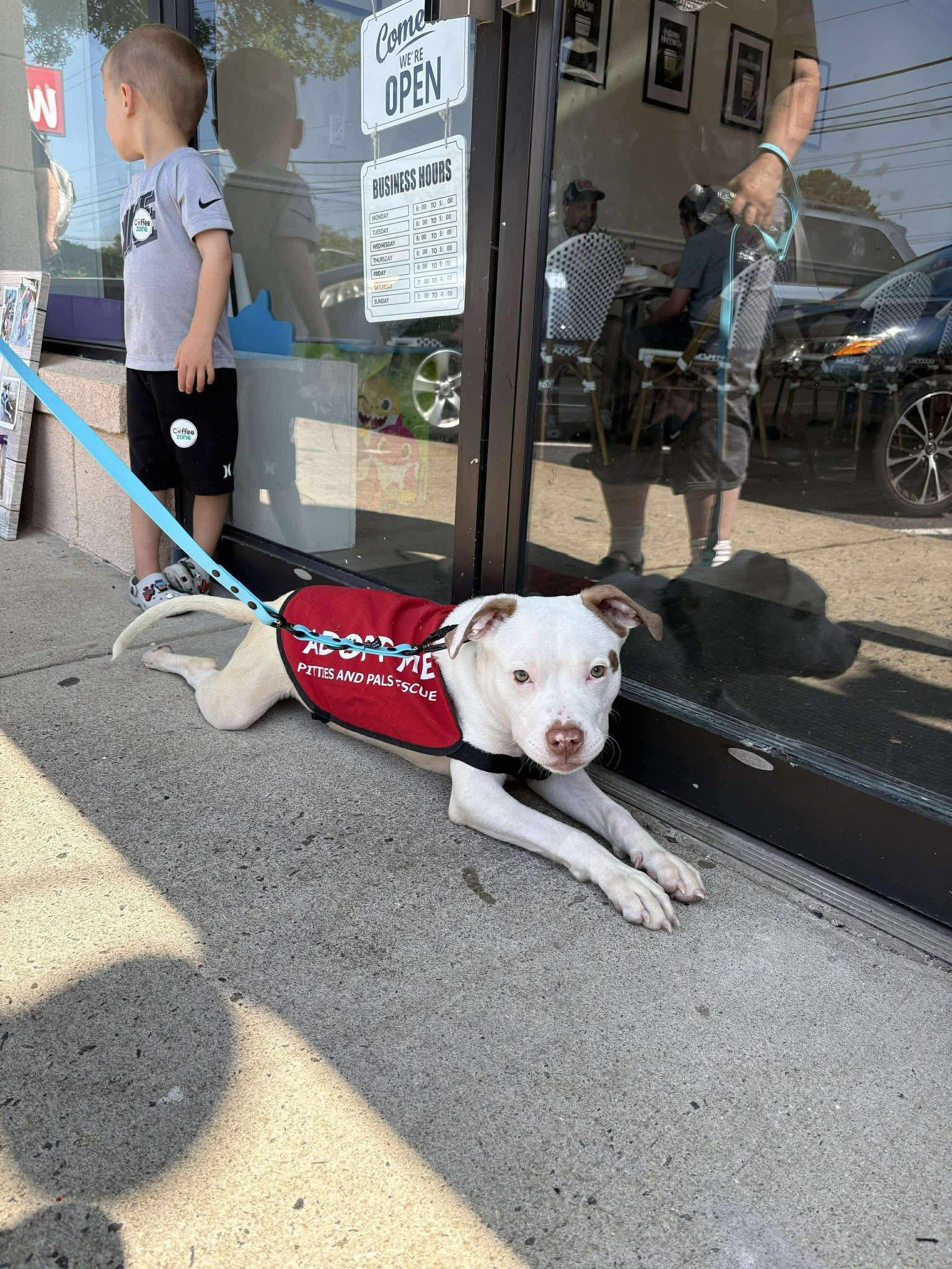 Finn, a Adoptable mixed breed in Jackson , NJ image 5/6