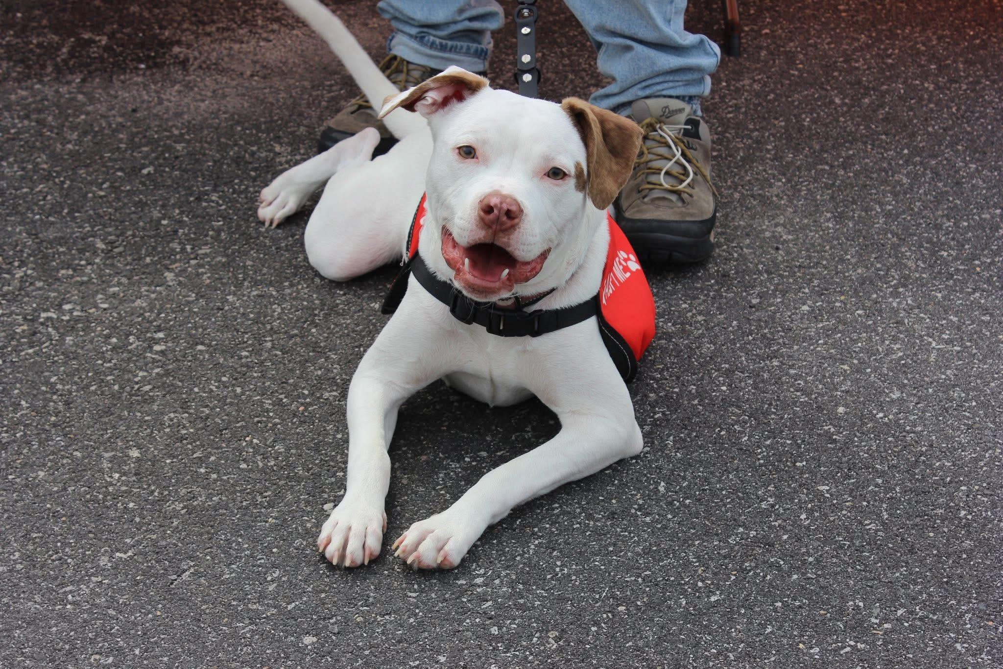 Finn, Adoptable, Puppy Male Pit Bull Terrier.