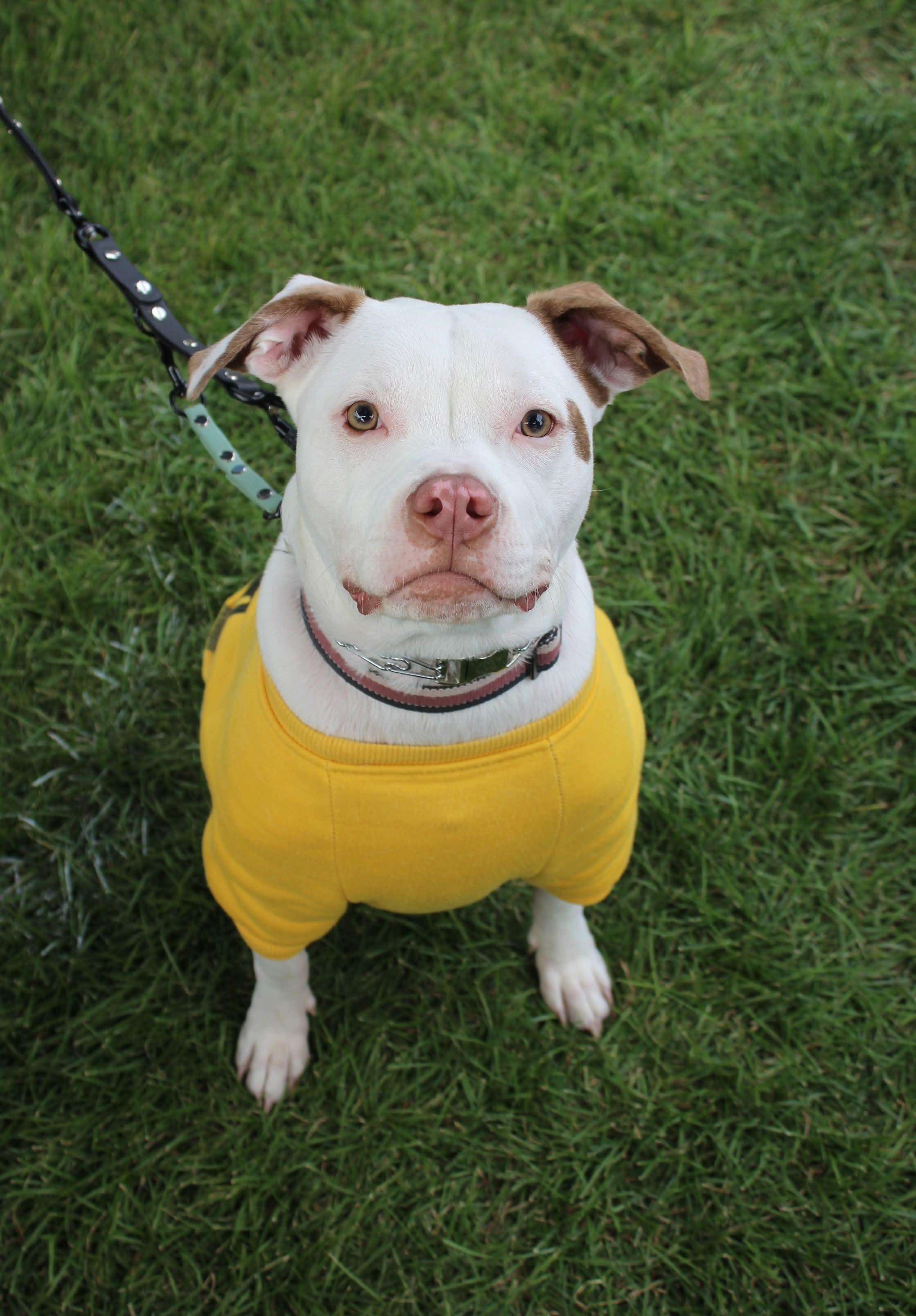Finn, Adoptable, Puppy Male Pit Bull Terrier.