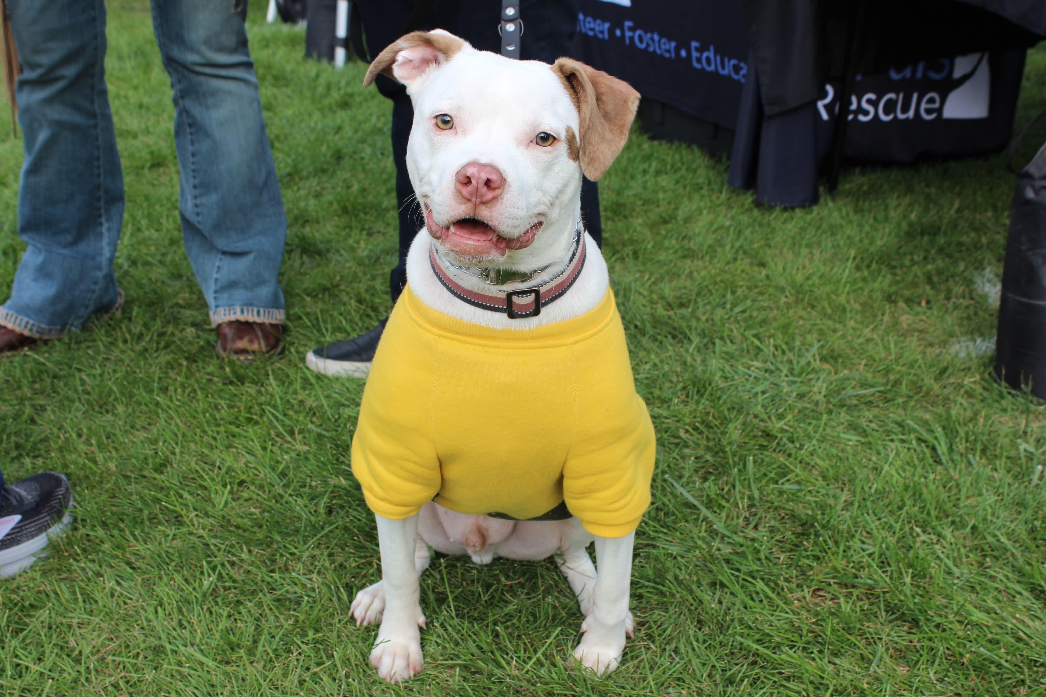 Finn, a Adoptable mixed breed in Jackson , NJ image 2/6
