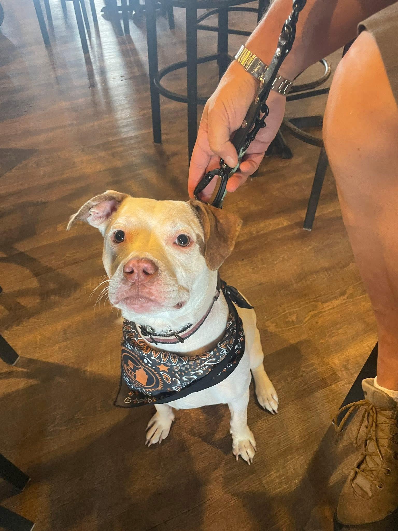 Finn, a Adoptable mixed breed in Jackson , NJ image 6/6