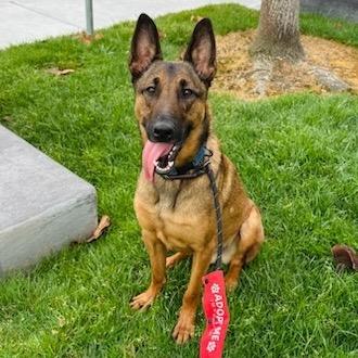 Luca (C000-612) - Costa Mesa Location, a Adoptable mixed breed in Chino Hills, CA image 2/6